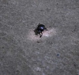 image of dung_beetle