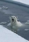 image of ice_bear