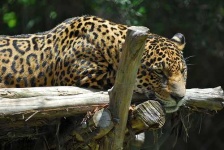 image of jaguar_car