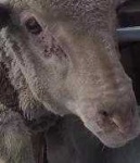 image of animal