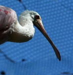 image of spoonbill
