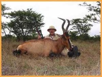 image of hartebeest