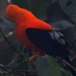 image of bird