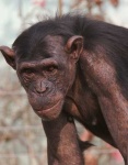 image of chimpanzee