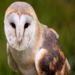 image of bird