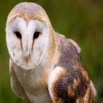 image of barn_owl #17