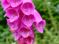 image of flower
