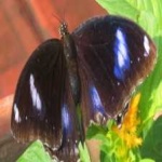 image of eggfly #28
