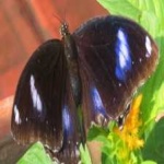 image of animal