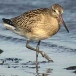 image of bar_tailed_godwit #7