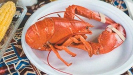 image of lobster