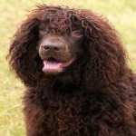 image of animal