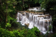 image of jungle