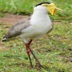 image of bird