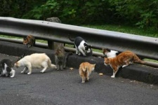 image of feral_cats