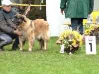 image of leonberg