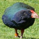 image of bird