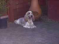image of animal