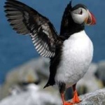 image of bird