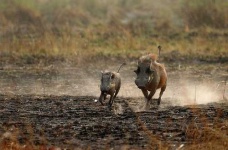image of warthog