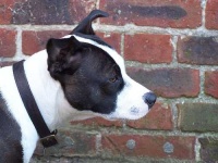 image of animal