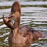 image of bird
