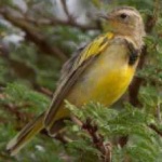 image of bird