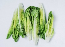 image of lettuce #17