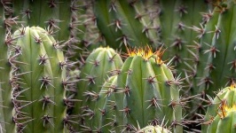 image of cactus