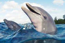 image of animal