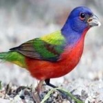 image of bird