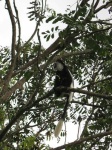 image of colobus #17