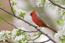 image of cardinal