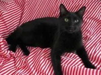 image of animal