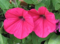 image of flower