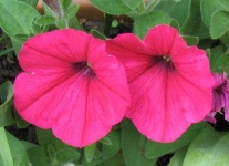 image of petunia #1