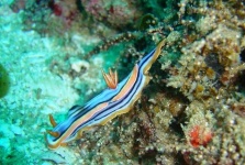 image of sea_slug #24