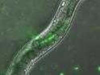image of nematode