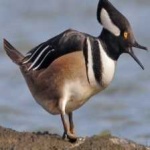 image of bird