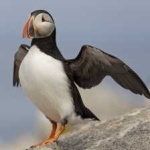 image of puffin