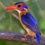 image of bird