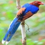 image of bird