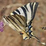 image of animal