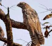 image of potoo