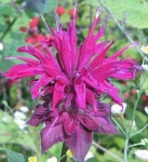 image of flower