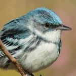 image of bird