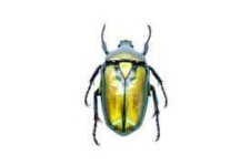 image of beetle #45