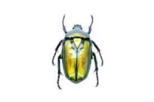 image of animal