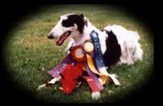 image of borzoi