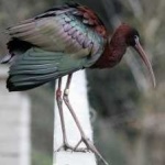 image of bird
